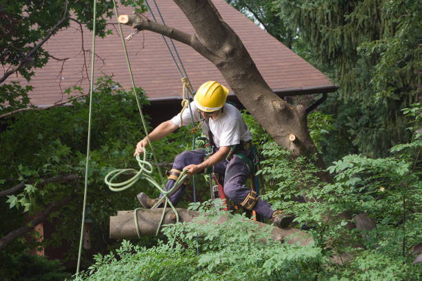 Best Arborist Consultation Services  in USA